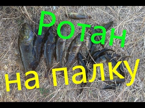 ловля ротана и способы приготовления магазинов