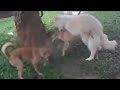 Giant Dog Mating with Small Dog