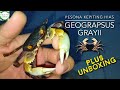 Pesona kepiting hias GEOGRAPSUS GRAYII