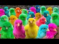 World Cute Chickens, Colorful Chickens, Rainbows Chickens, Cute Ducks, Cat, Rabbits,Cute Animals🐤🐥🦆🐠