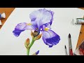 Drawing Iris flowers with watercolors