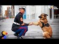 Soldiers Come Home To Dogs Compilation & More | The Dodo Best Of