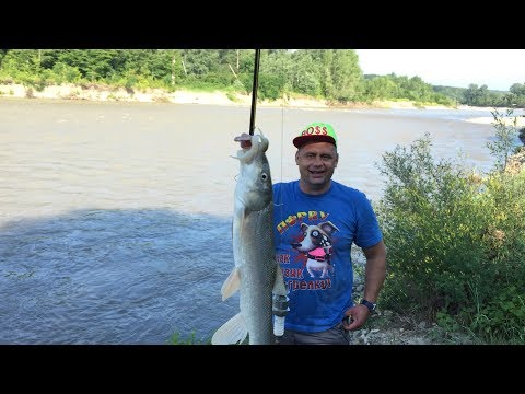 ловля усача на паше ловля усача на паше