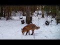 Red Fox and and some honey