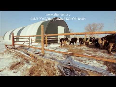 видео содержание бычков на откорм видео содержание бычков на откорм
