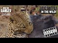 Leopard Catches A Warthog | Epic Battle In the Wild | Rob The Ranger Special Edition