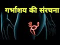 स्त्री गर्भाशय की संरचना कैसी होती हैं - uterus anatomy in hindi