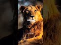 Sigma rule😎🔥~Why Lion is King of the Jungle 😈 Attitude quotes | Attitude status #shorts  #attitude