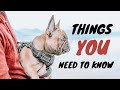 Before You Get a French Bulldog│What you NEED to know