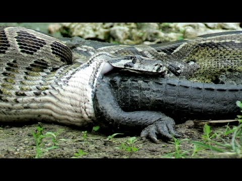 Download Python eats Alligator 02, Time Lapse Speed x6 free