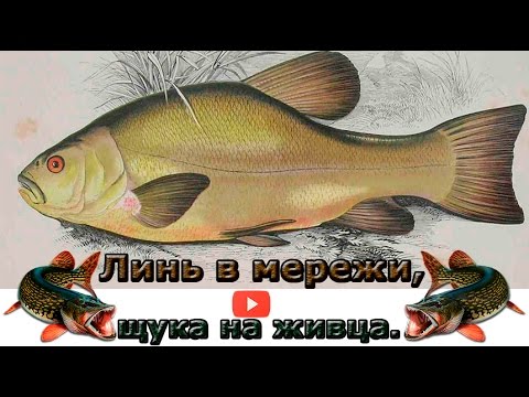 рыбалка верши линь рыбалка верши линь