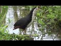 Download Nature trees and birds - white-breasted waterhen pheasant-tailed jacana
