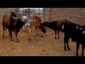 Red cow vs black bull sex meeting full hd Village cow and Bull Animals lovers Rajasthan