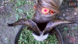 Eid ul Azha.... A story of a Goat