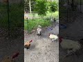 Turkey hen breaks up rooster fight