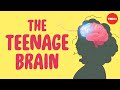 What sex ed doesn’t tell you about your brain - Shannon Odell
