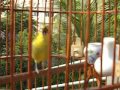 Download Pleci dada kuning