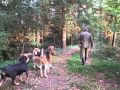 Fox hunting with dogs