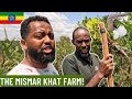 Inside Ethiopia's Mismar KHAT Farm: A Fascinating Journey
