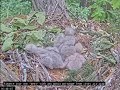 Hawk nest In Wake Forest - Jastrzębie -Karmienia trojaczków 🐥🌹🍀🐥🌹🍀🐥🌹🍀 30/04/2024