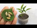 Grow cardamom from seeds | Grow Properly at home | Grow plants from seeds