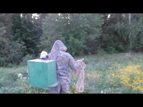 видеопасека ловля бродячих роев видео видеопасека ловля бродячих роев видео