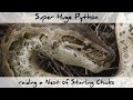 Huge Python killing helpless Bird Chicks (4K)
