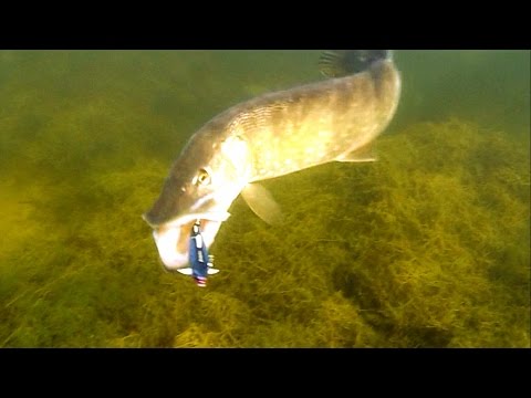 как атакует щука видео под водой как атакует щука видео под водой