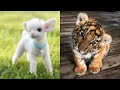 Cute Baby Animals Videos Compilation | Funny and Cute Moment of the Animals #28 - Cutest Animals