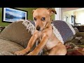 This FUNNY PUPPY Will Turn Your Day Around 😁 Funniest Animal Videos