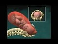 Vaginal Childbirth (Birth)