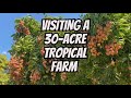 WHAT DOES A 30-ACRE TROPICAL FRUIT FARM LOOK LIKE?