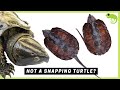 All 14 Families of Turtles & How They Are Related