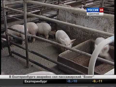 Стайка для свиней видео