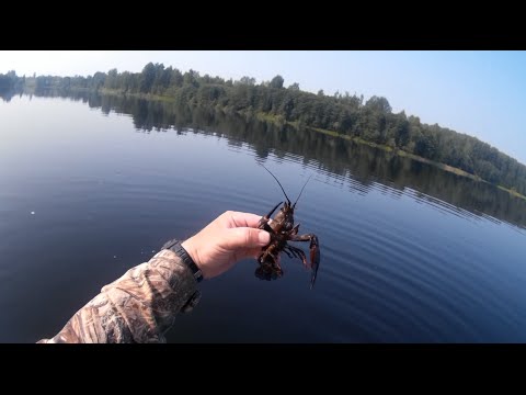 на что ловят раков на озере на что ловят раков на озере