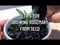 3 Tips for Growing Rosemary from Seed