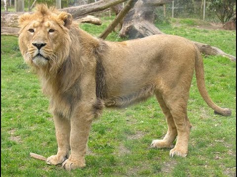 Inde Au royaume des lions d Asie Documentaire animalier 2018 HD 