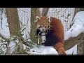 Trevor Zoo Red Pandas LIVE