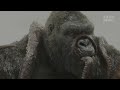 [Pure Action Cut 4K] All monster scenes before survivors regroup | Kong: Skull Island (2017) #action
