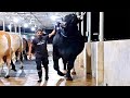 Holstein Friesian bull over 6 feet tall