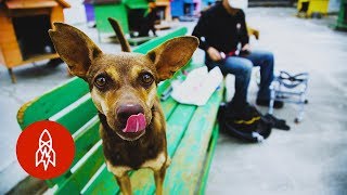 Homemade Wheelchairs for Animals Give Strays a Second Chance