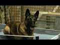 SEAL Team - Cerberus - Dogs of war