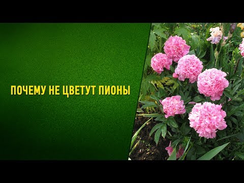 Почему пионы не цветут одни листья Почему пионы не цветут одни листья