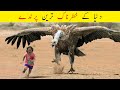 10 Most Deadliest Dangerous Birds In The World Urdu | دنیا کے خطرناک ترین پرندے