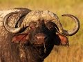 Download Lion vs Buffalo Epic Battle In An Epic War Documentary 2015 mp4 3gp mp3 videos - waplic