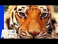Download A Bear, Lion and Tiger Form an Inseparable Trio mp4 3gp mp3 videos - waplic