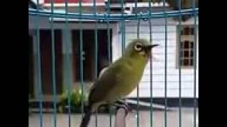 43++ Suara burung pleci gacor mp3 download terupdate