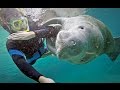 Endangered Florida Manatees in pristine water! Crystal River, FL HD video