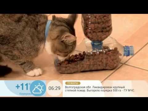 Как сделать автокормушку для кота Как сделать автокормушку для кота