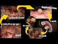 गर्भधारण से डिलीवरी तक का सफर 3D Animation in Hindi / FROM CONCEIVING BABY TO BABY BIRTH full story